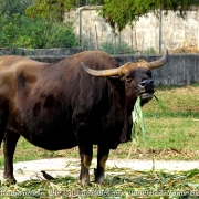 Bangladesh Natinal Zoo_27